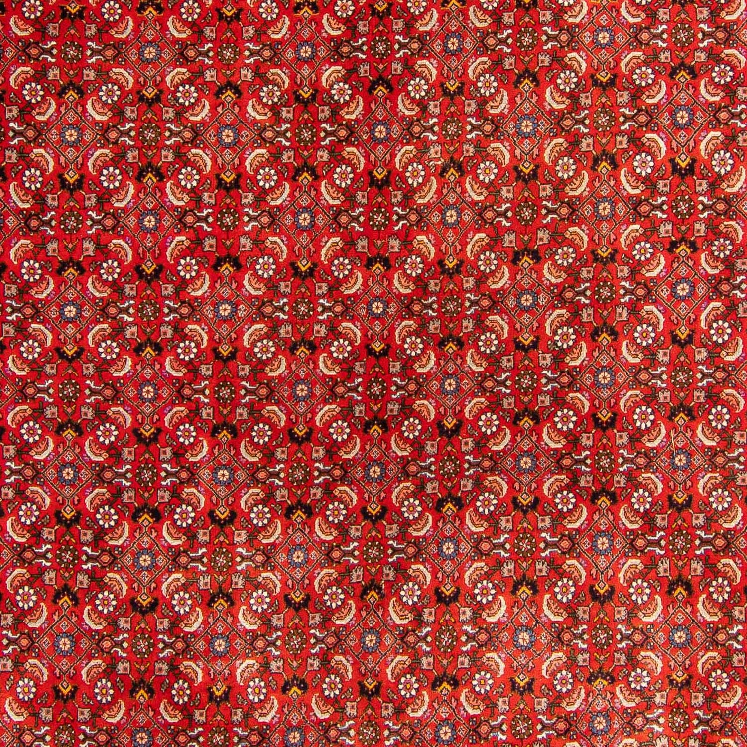 Perserteppich - Bidjar 300 x 204 cm