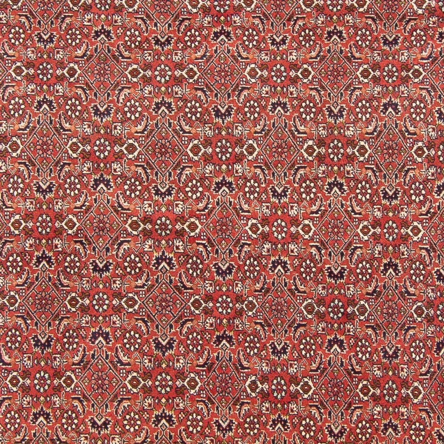Perserteppich - Bidjar - Royal - 305 x 200 cm - rot
