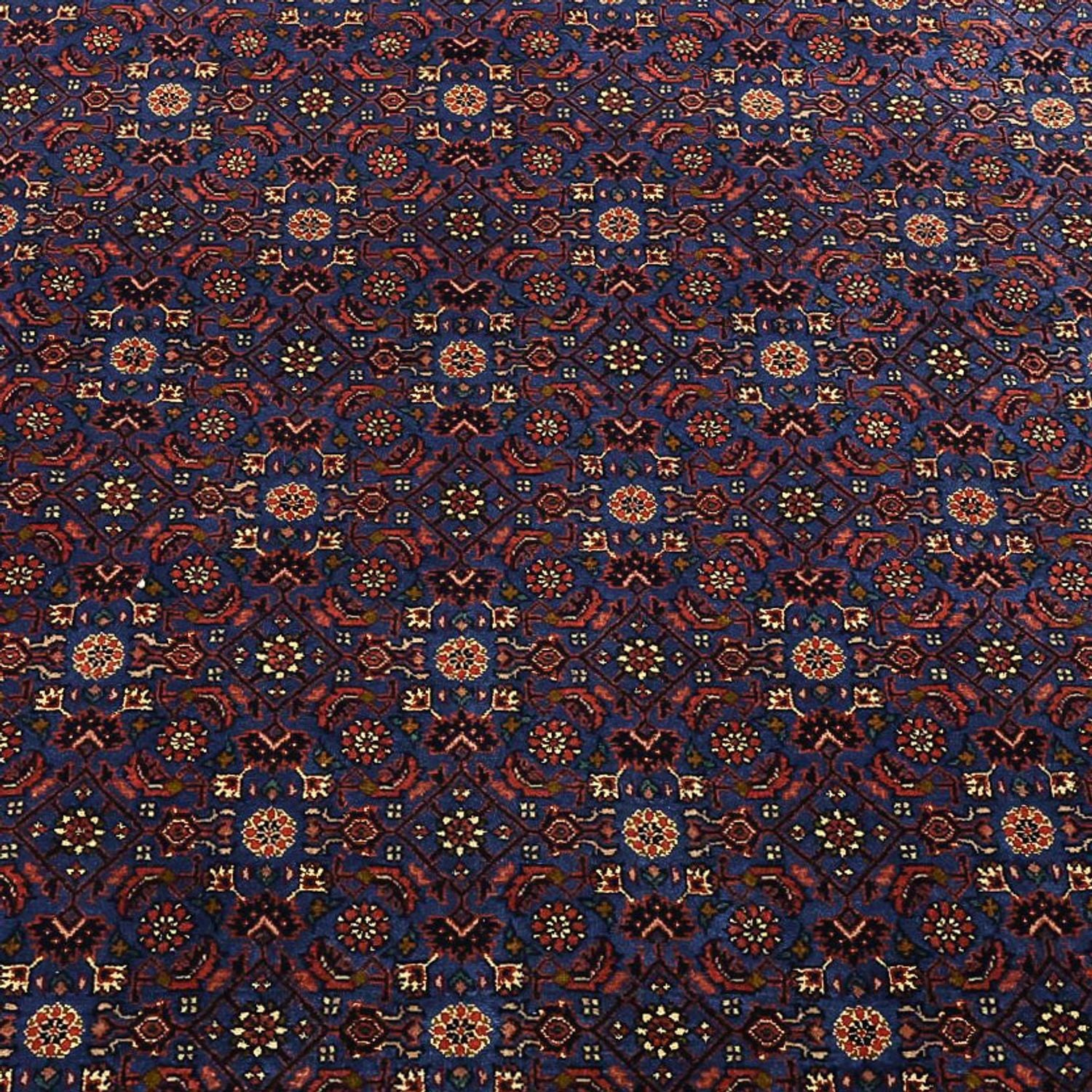 Perserteppich - Bidjar - Royal - 286 x 255 cm - dunkelblau