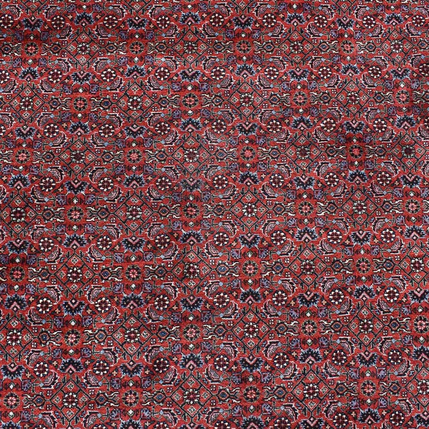 Perserteppich - Bidjar - 490 x 350 cm - bordeauxrot