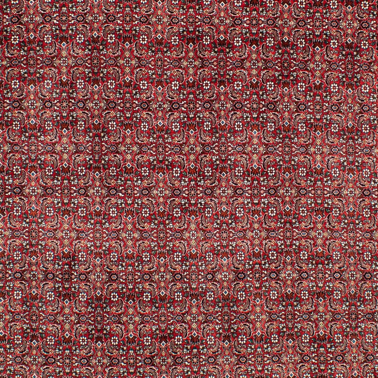 Perserteppich - Bidjar 309 x 209 cm