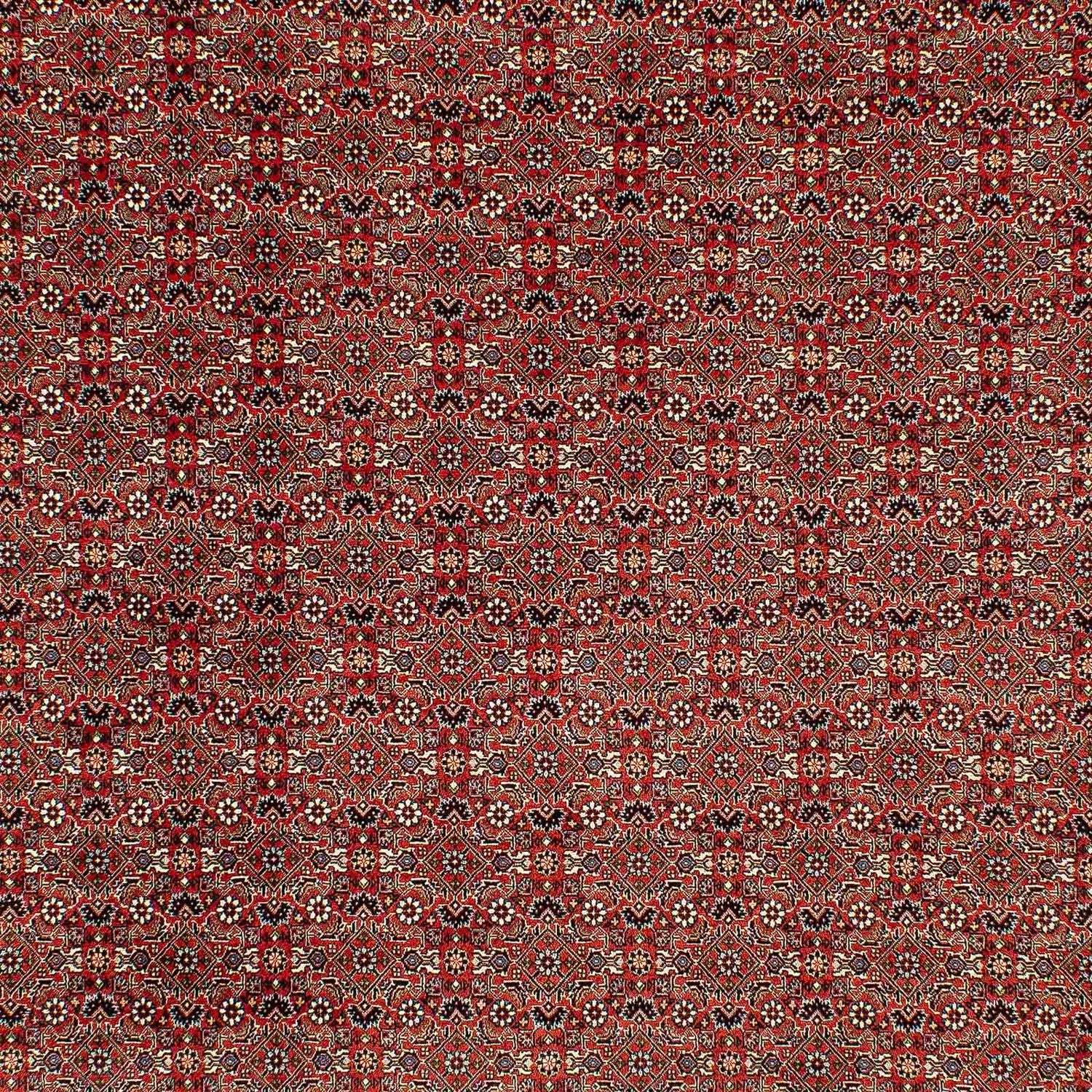 Perserteppich - Bidjar 300 x 206 cm