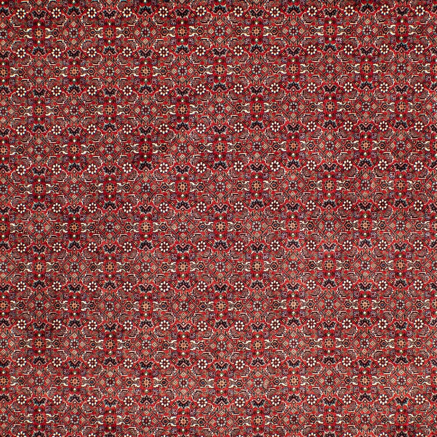 Perserteppich - Bidjar 302 x 210 cm