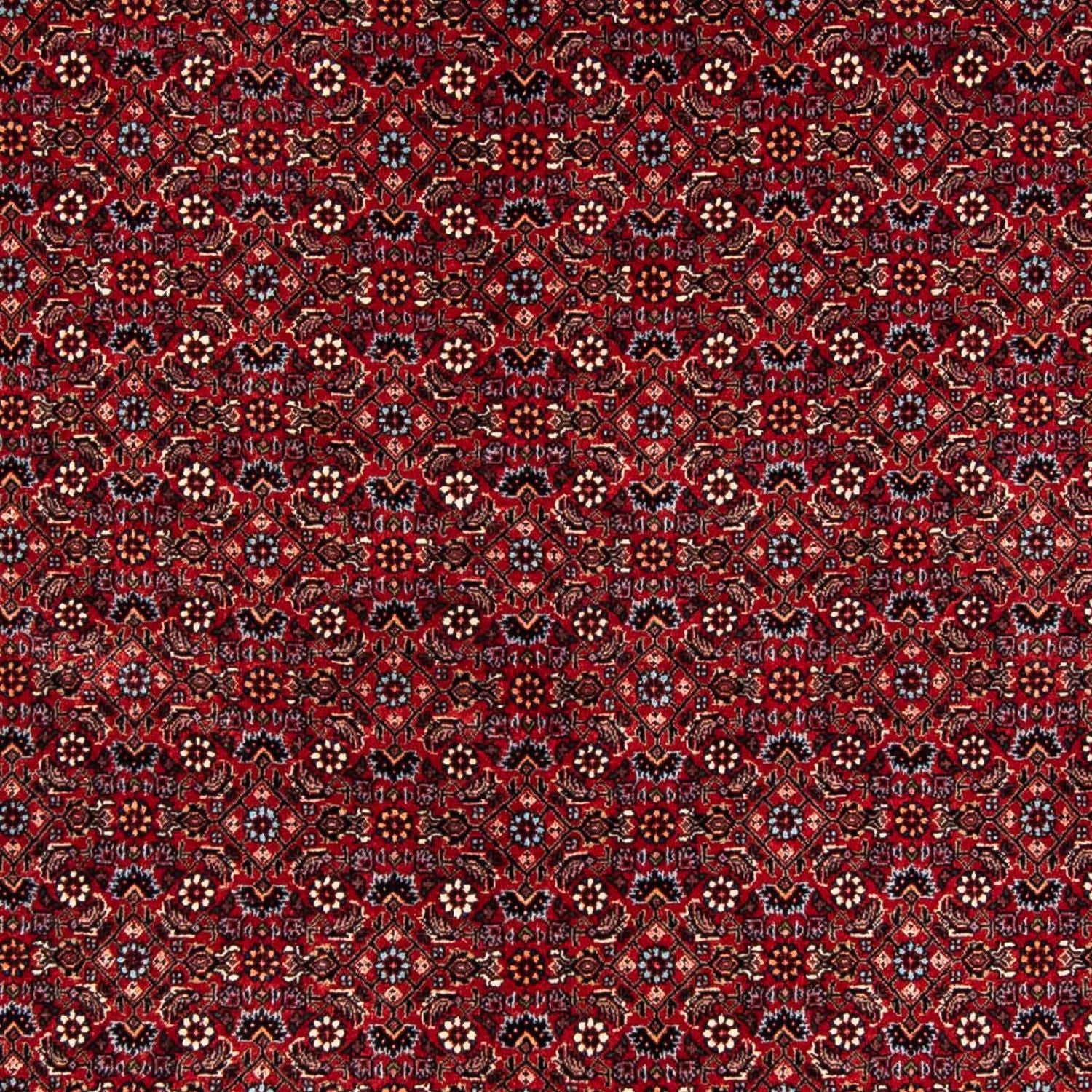 Perserteppich - Bidjar 243 x 172 cm