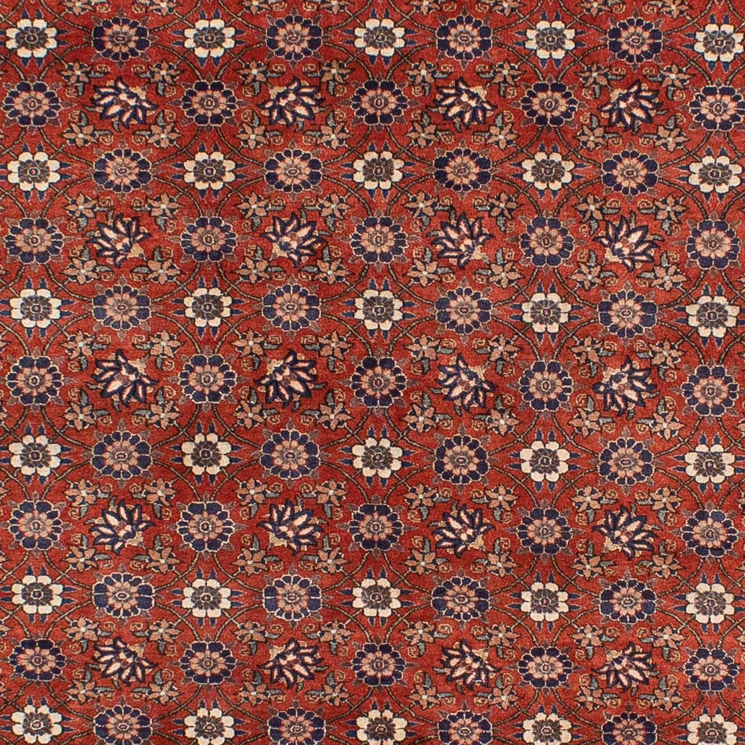 Perserteppich - Nomadic 301 x 223 cm
